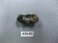 藏品(豬齒)的圖片